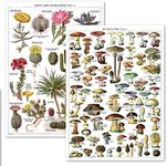 Palace Learning 2 Pack - Vintage Succulents and Cactus + Mushroom Poster Set - Cacti & Mycology Reference Chart (LAMINATED, 18 x 24)