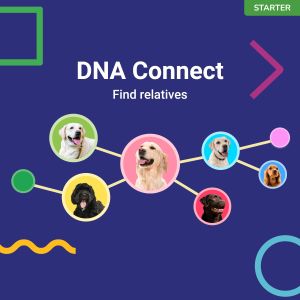 Koko Genetics Dog DNA Test Kit – Breed & Health Screening