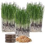 Compostable Cat Grass Grow Bag Kit, 3 Pack, All Organic, Just add Water. Made in The USA