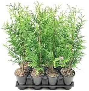 Thuja Arbo