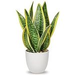 Hollyone Artificial Snake Plant Potted Faux Sansevieria Trifasciata Plants, 13" Tropical Fake Plants in White Pots for Home Office Room Indoor Decor Housewarming Gifts