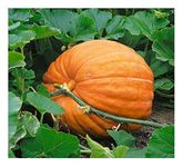 PREMIER SEEDS DIRECT PUMPKIN - DILLS ATLANTIC GIANT - 25 FINEST SEEDS