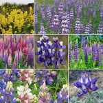 Non GMO Bulk Lupine Mix Flower Seed