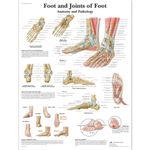 3B Scientific Human Anatomy - Foot and Joints of Foot Chart, Laminated Version 1001490