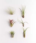 Shop Succulents | Unique Collection of Live Air Plants, Hand Selected Variety of Different Species | Collection of 6