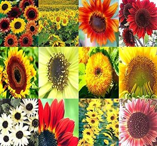 1 lb (6,500+ Seeds) Sunflower Sunny Sun Flower Crazy Mix Sunflower Seeds - Non-GMO Seeds By MySeeds.Co (1 lb Sunflower Crazy Mix)