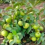 Guava plant hybrid all seasons (pack of 2)