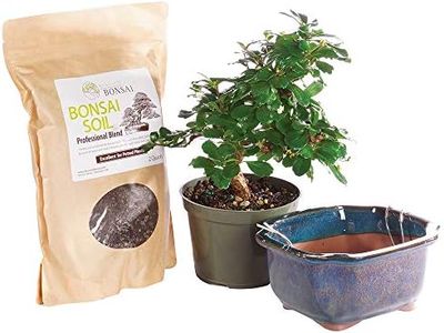 Brussel's Bonsai Live Fukien Tea Bonsai Tree Kit - Medium Indoor Bonsai Fukien Tree - Bonsai Kit with Ceramic Bonsai Pot and Bonsai Soil