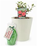 Birthday Wishes Patio Rose Plant – Delivered in A 5.5 Litre Recyclable Nursery Pot Inside A Cream Planter. Gift Wrapped. These are Real, Living, British Grown, Garden Ready, Outdoor, Scented Flowers