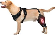 Nylvian Adjustable Dog Knee Brace f