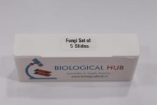 Biological HUB - Microscopic Permanent Prepared Slides, Fungi Set of 5 Slides