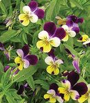 PREMIER SEEDS DIRECT VIOLA - HELENS Mount - JOHNNY JUMP UP - 800 SEEDS