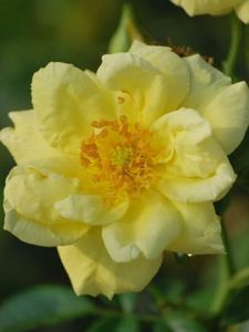 Perennial Farm Rosa Flower Carpet® Yellow – Live Groundcover Rose in #2 Container, Bright Yellow Blooms, Continuous Flowering, Low Maintenance, Hardy, Ideal for Borders & Mass Plantings