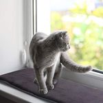 Cat Window Sill