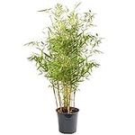 Fargesia Pingwu - Hardy Non-Invasive Clumping Garden Plant Bamboo, Year-Round Dark Green Foliage, Ideal for Screening and Suitable for UK Climate (90-110CM (Incl. Pot))