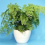 Tropical Adiantum fragrans Delta Maidenhair Plant Live Indoor Fern | 12cm Pot