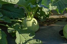 Cabbage Kohlrabi Giant Seeds (Kohlrabi 1000+) Non GMO Rare Heirloom Vegetable Easy to Grow, Gardening Seeds