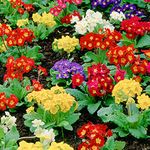 Polyanthus Mixed | Colourful Flowering Garden Ready Bedding Plants 6 Pack