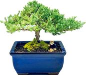 Live Dwarf Juniper Bonsai Tree 7 Year Old | Juniper or Jade Bonsai Tree | Indoor/Outdoor | 100% Handcrafted| Home and Office Décor | Best Gift for Holiday