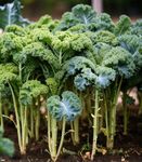 Gebdinsh Garden® Imported Kale Herbs Seeds For Your Kitchen Garden (Pack Of 100 seeds)