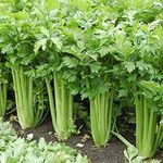 Celery Tall Utah Herb Plant-X54NK-100Seeds