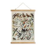 MIDEFINCH Vintage Bird Chart Poster – Antique Ornithological Wall Art with Varied Species – Ideal for Bird Watchers, Classroom Instruction, and Home Decor – 16 x 23 Inches