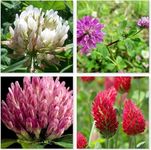 Mix White and red Clover Seeds Flower Seeds Seed Mix red and White Annual Meadow to Cover Square Meter (10 Square Meter)