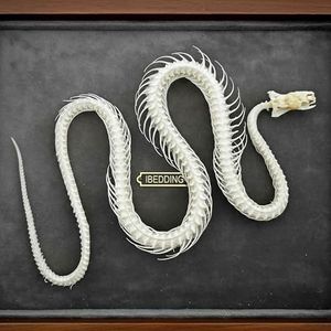 Taxidermy Real Animals Skull Decor - Model Animals Bones Specimen,Taxidermy Supplies for Science Education,Collection (Snake Skeleton)
