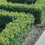 Box Hedging Plants 20-40cm Buxus Sempervirens Dense Evergreen Hedge Potted (10 Plants)