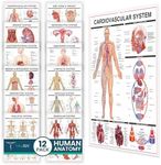 Tribe RN Human Anatomy Posters - Set of 12 Vibrant, Laminated Wall Charts for Classroom, Office, Clinic, & Med School - Detailed 13 Body Systems Illustrations