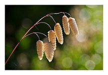 RP Seeds Briza Media (Quaking Grass) - 50 Seeds. British Native Grass.