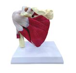 ZX | Muscular Shoulder Joint Model, Life Size, PVC, with detailed key card | Anatomical Model | Ideal for doctors and students for medical study and patient education | Bones and Skeleton