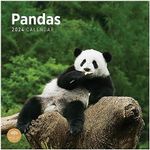 2024 Pandas Monthly Wall Calendar by Bright Day, 12 x 12 Inch Cute Nature Photography Gift