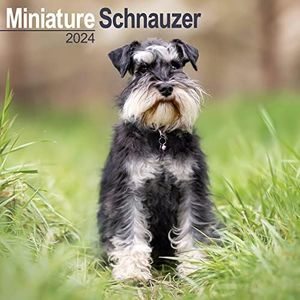 Schnauzer 