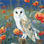 Barn Owl "Watching & Waiting" Blank Greetings Card