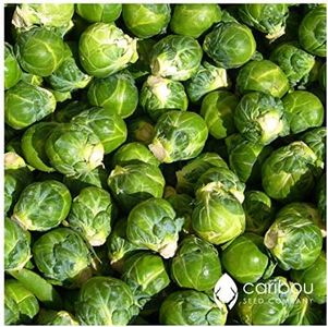 Caribou Seed Company: 'Catskill Brussel Sprouts' 50-60 Heirloom Seeds - Fresh, Organic Canadian Seed