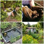 Small Pond Pack Bareroot Plants and Containers Ideal for Allotments and Small Wildlife Ponds