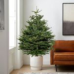 Carbeth Plants - Real 4ft Christmas Tree Nordmann Fir - Pot Grown Christmas Tree - Fresh Potted Christmas Tree - Xmas Indoor Outdoor Tree in Pot (4ft (120cm), 5th Delivery Week : 19th - 23rd Dec)