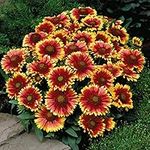 Gaillardia aristata ‘Arizona Sun’ Hardy Perennial Drought Resistant Blanket Flower 1 Litre Potted Plant