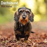 Wirehaired Dachshund Calendar - Dog