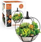 D'Eco Glass Pumpkin Plant Terrarium (7x7x8) - Indoor & Outdoor Black Trimmed Plant Display - Fall Decorations for Home - Great Decor for Halloween Party, Front Porch & Thanksgiving Table Centerpiece