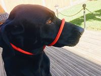 L&J Pets UK All in one Headcollar Lead/Halter/Head Collar To Anti Stop Pull Fits All Dog (Red)