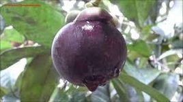 Creative Farmer Live Fruit Plant Mangosteen Queen of Fruits Mangosteen Healthy Plants From Kerala for Kitchen Garden Plant(1 Healthy Live Plant)