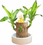 VAGMI Lucky Brazil Wood Potted Plant With buddha statue & Pot for Home Office Decoration Original Brazilian Wood