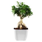 PHULWA Ficus bonsai live plant with white square plastic pot, Indoor plant, House Plant, Office Plant, Bonsai plant