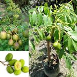 Golden Bloom All Season Thai Grafted Sweet Hog Plum Sweet Bilati Amra Grafted Fruit Plant/Spondias Mombin Fruit Tree 1.5-2 FT Live Plant Under 1 Year Gets Fruits