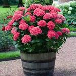 Hybrid Hydrangea Red Color Flower Live Plant Pack Of-1 (Original Variety) Healthy Plant With-1 Pot