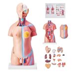 VEVOR Torso Anatomy Model 45cm Human Torso 23 Parts Unisex Human Torso Model Anatomy Models Human Body Anatomical Model Skeleton Life Size Medical Anatomy Educational Teaching Tool