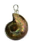 Divya Shakti Rare Ammonite Chakra Pendant For Men and Women