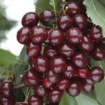 YouGarden Compact Sweet Cherry 'Porthos', Established 50cm Tall Bush, Supplied in a 3L Pot, Ideal for Small Gardens & Patios, Grow Your Own Cherry Tree in Your Garden